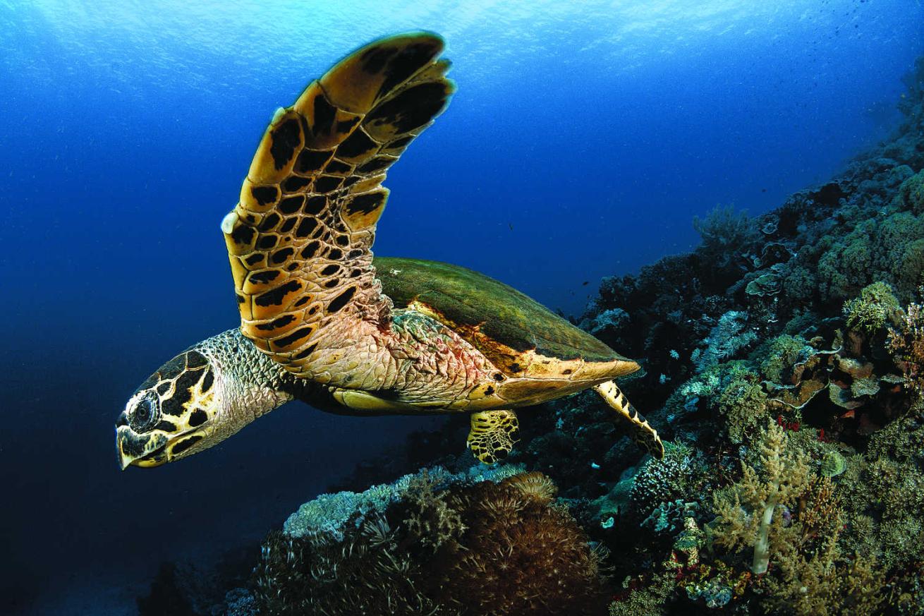 Lama Shoals