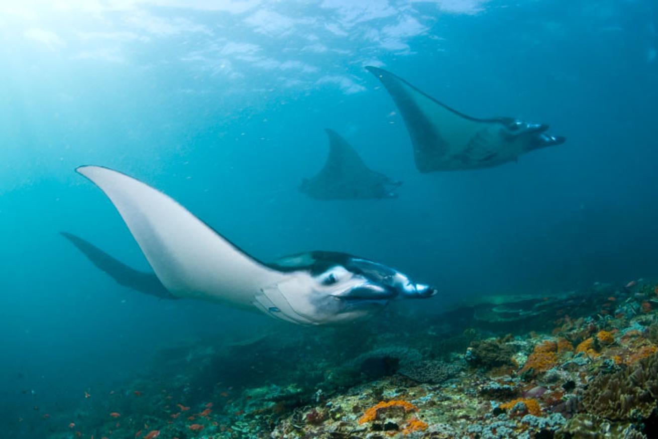 Manta Ray