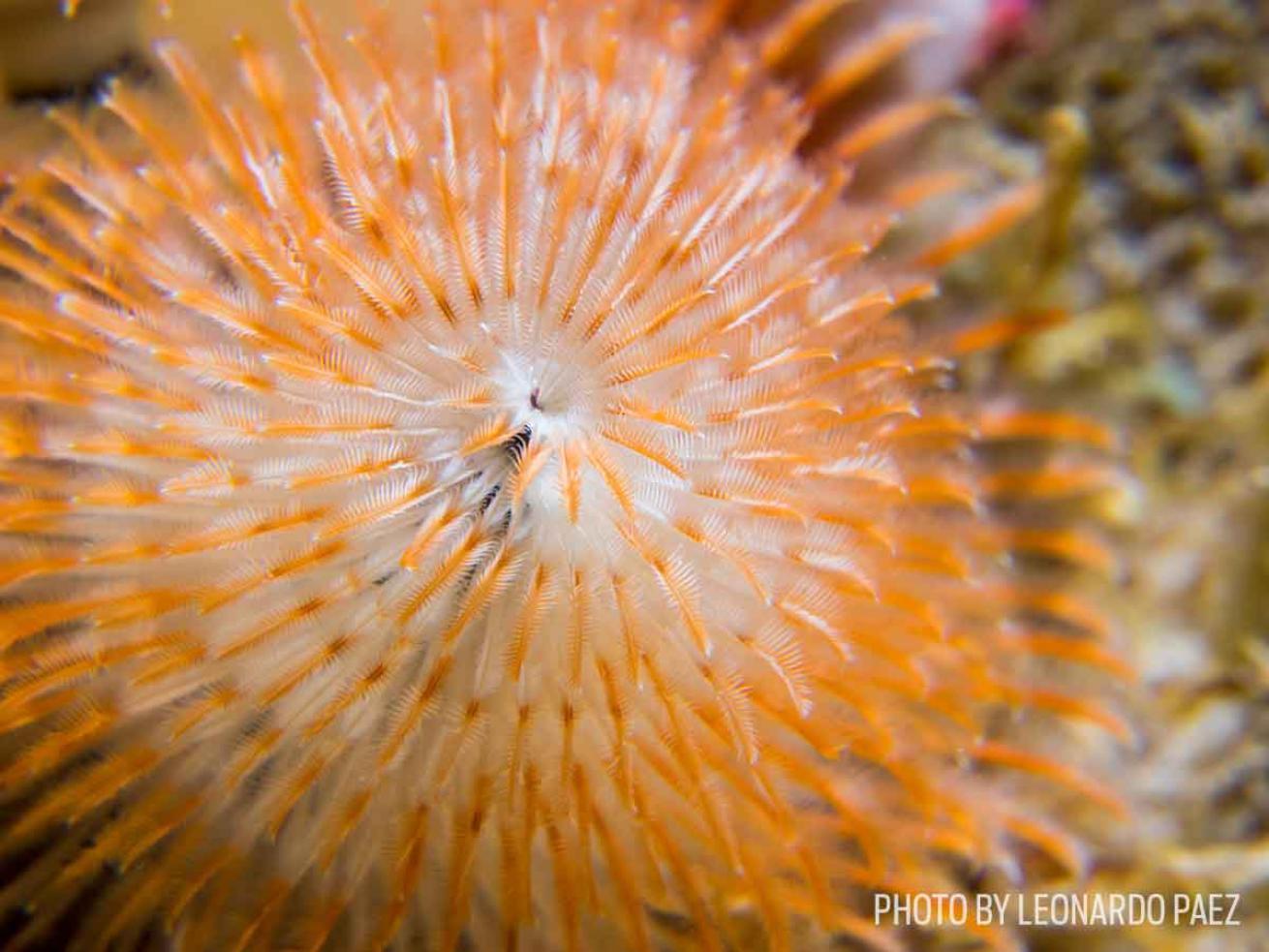 Christmas tree worm
