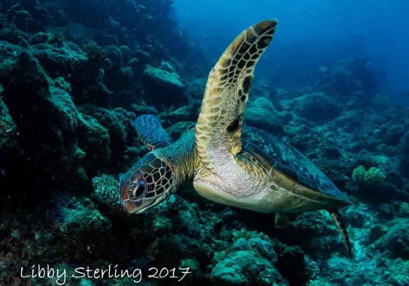 sea turtle great barrier reef
