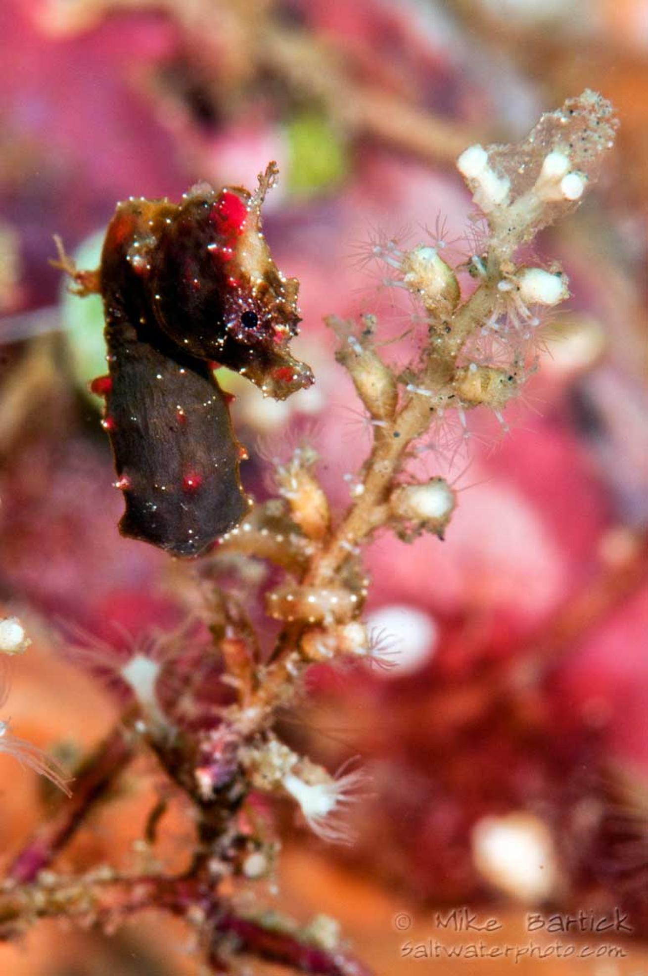 underwater photography tips