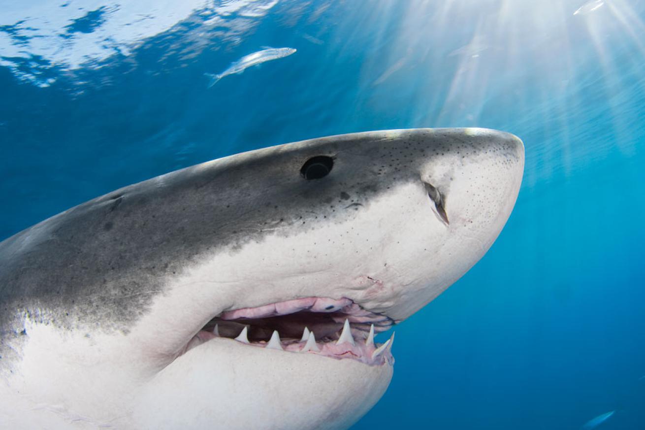 Great White Shark