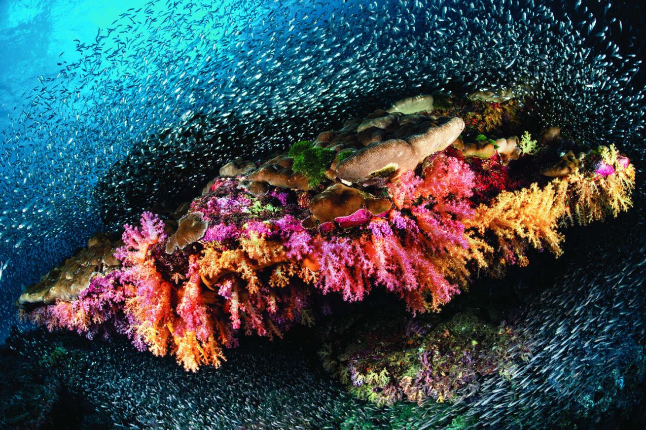 Fantasy Reef