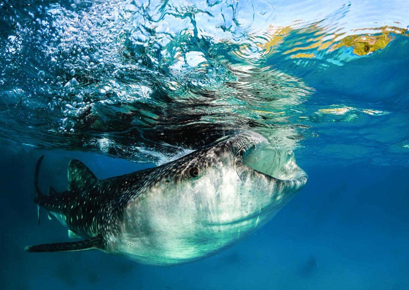 Ningaloo Reef