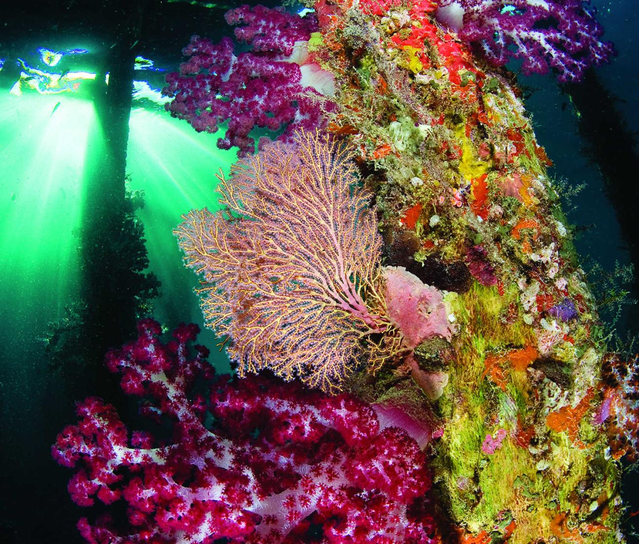 Arborek Jetty