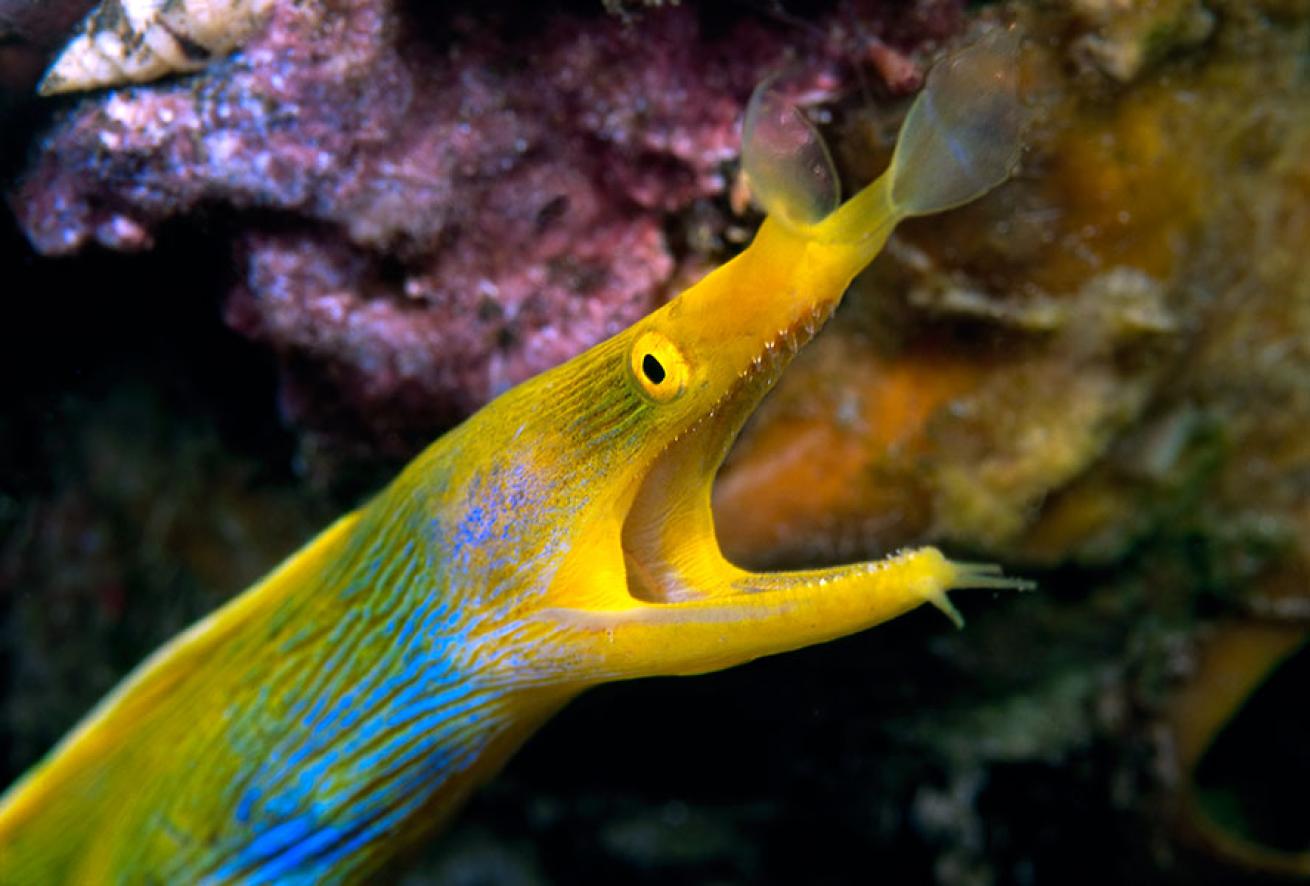 best scuba diving australia