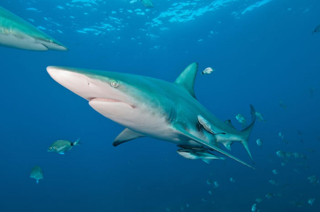 Oceanic Black-tip Shark
