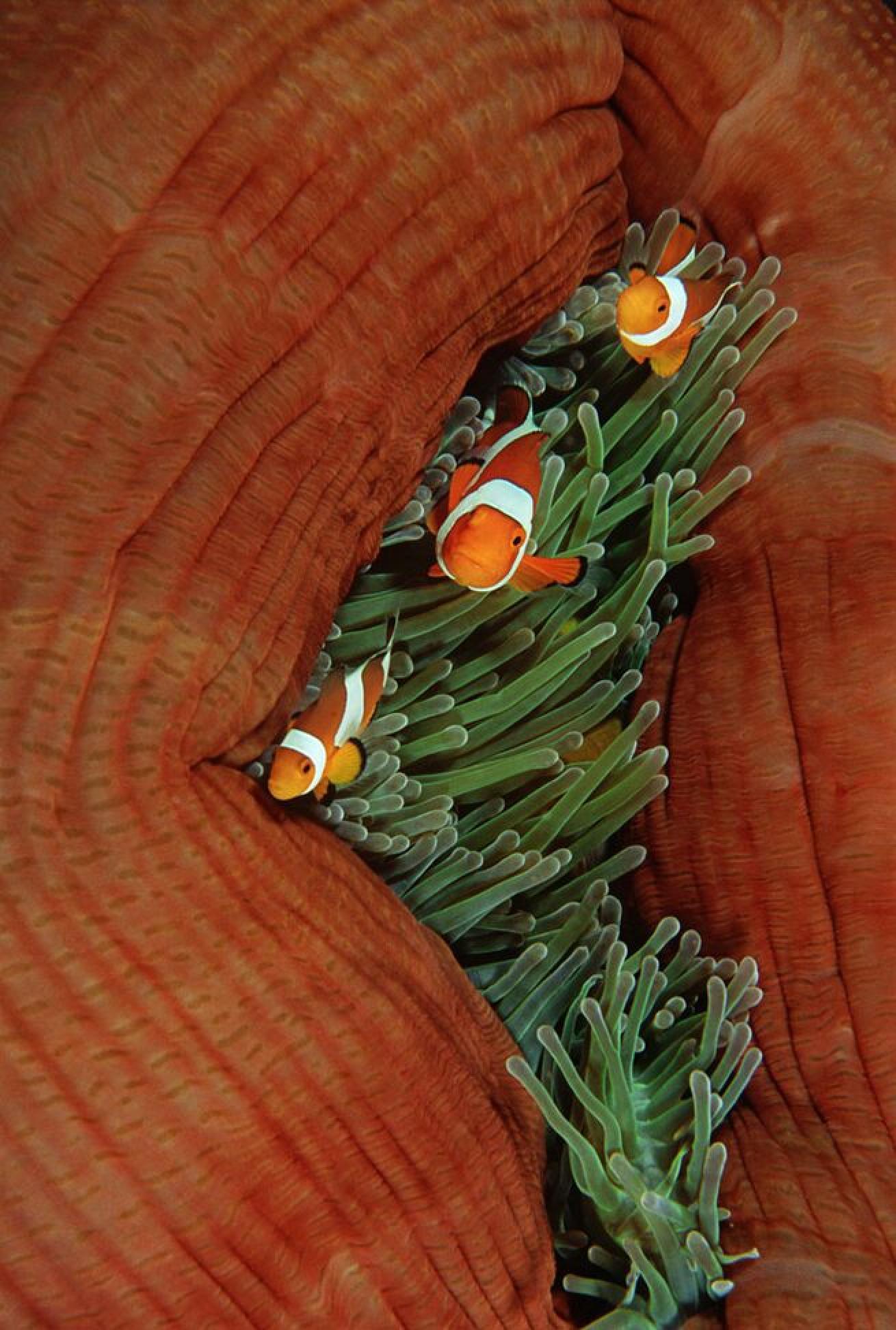 Full House
One anemone can house a large female clownfish, her male mate and several smaller male anemonefish.