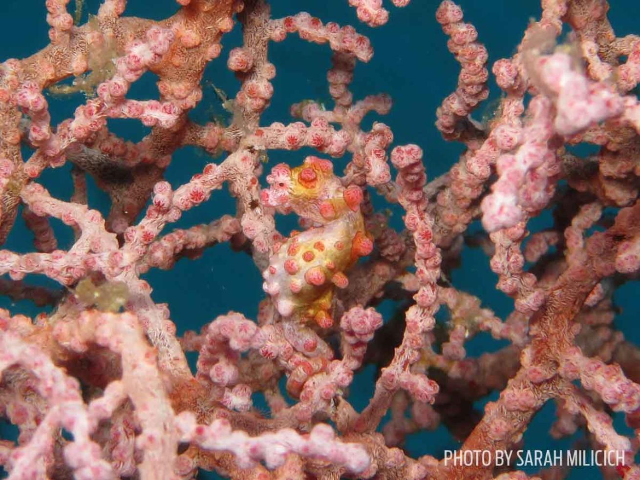 Bargibant's seahorse