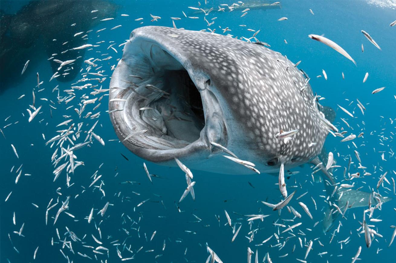 Whale Shark