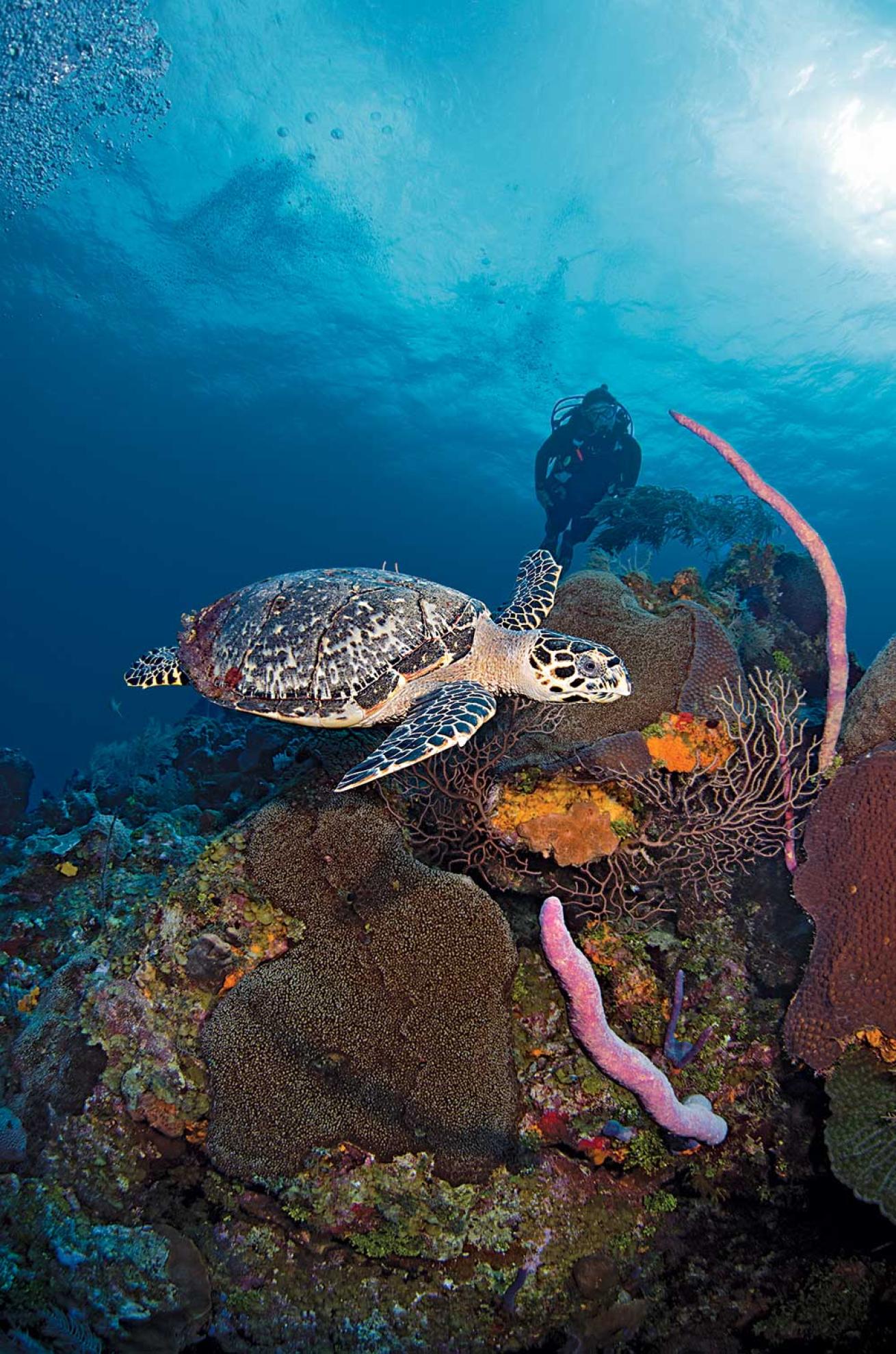 hawksbill turtle