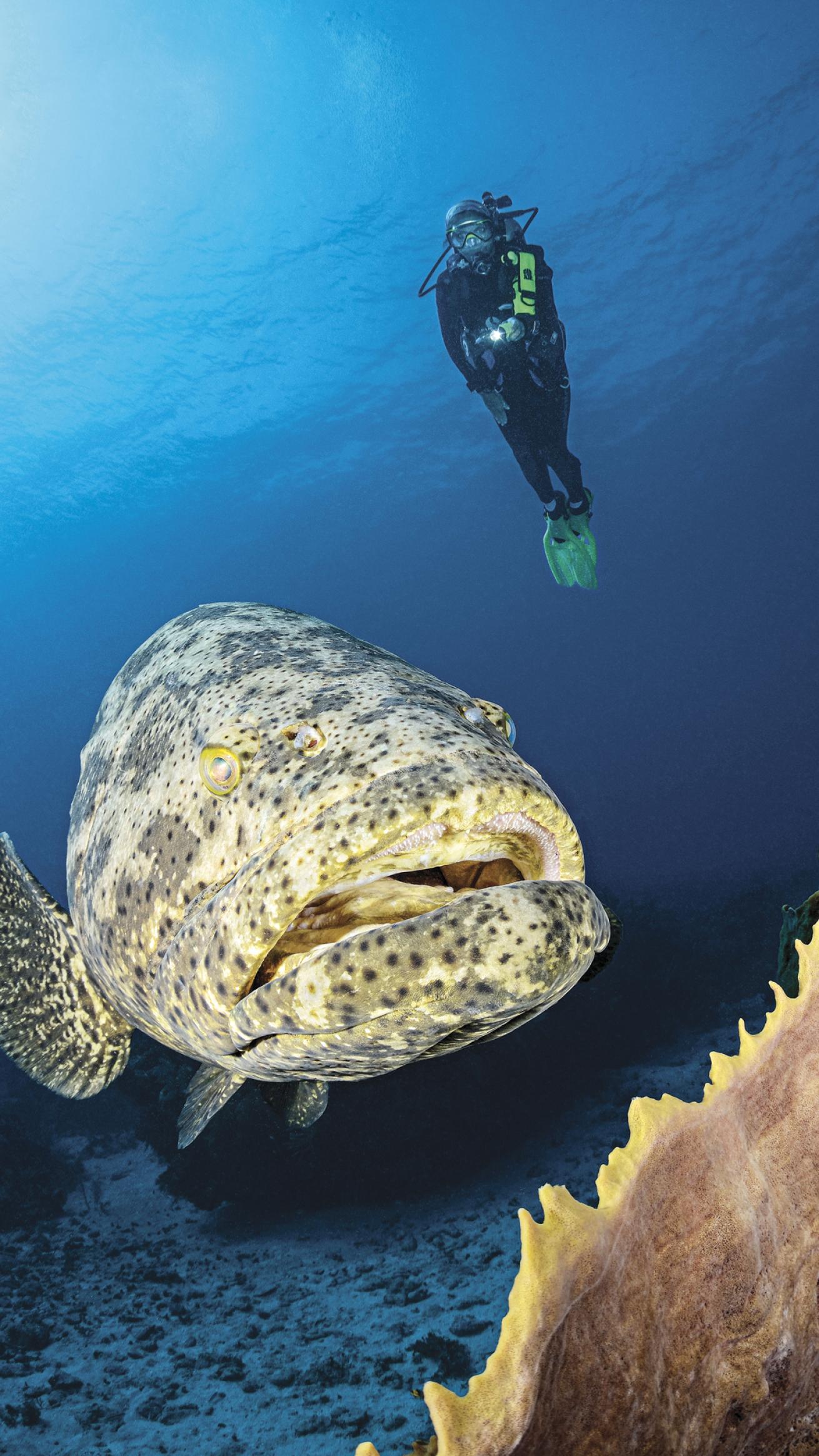 A goliath grouper in Jardines de la Reina.