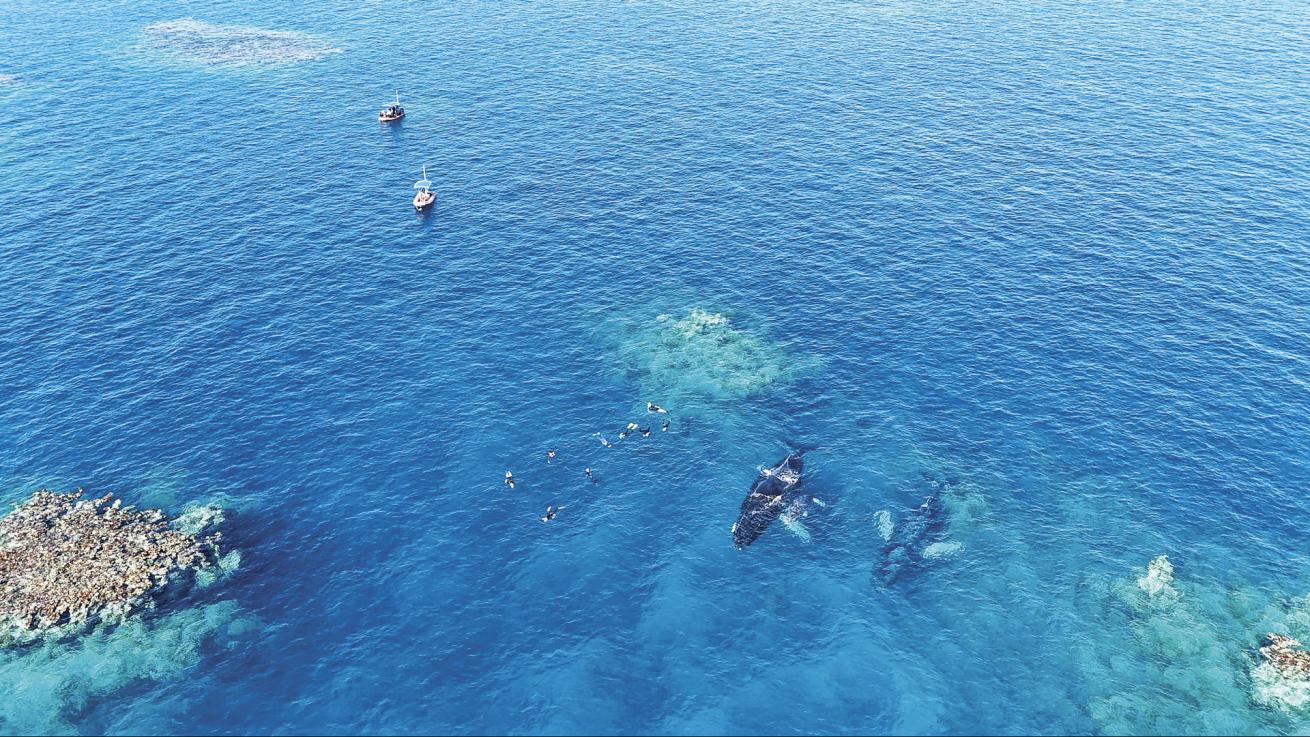 *Turks & Caicos Aggressor II* guests with humpbacks at Silver Bank.