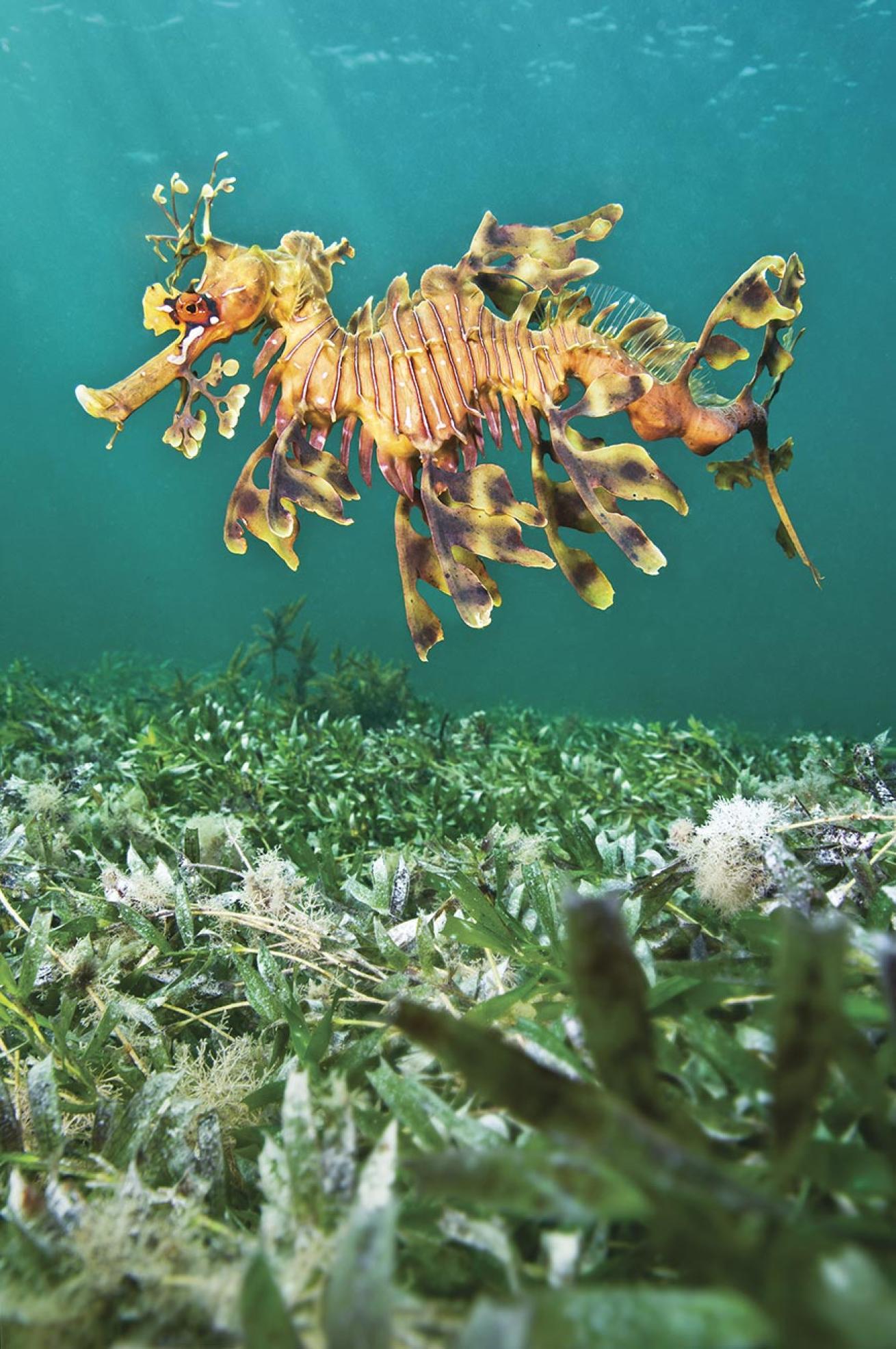 An adult male leafy sea dragon swims over seagrass in South Australia.