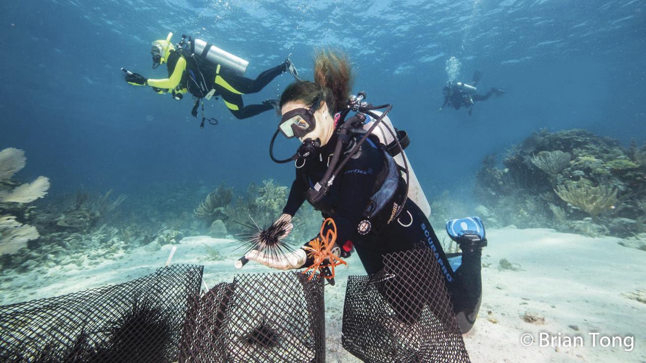 A diver carefully collects a diadema on a citizen science trip