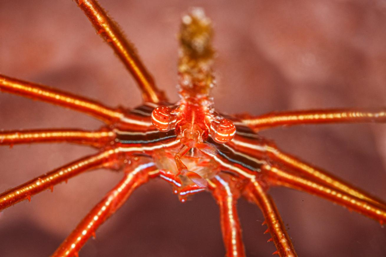 A colorful arrow crab at macro hotspot Mount Irvine Wall in Crown Point.
