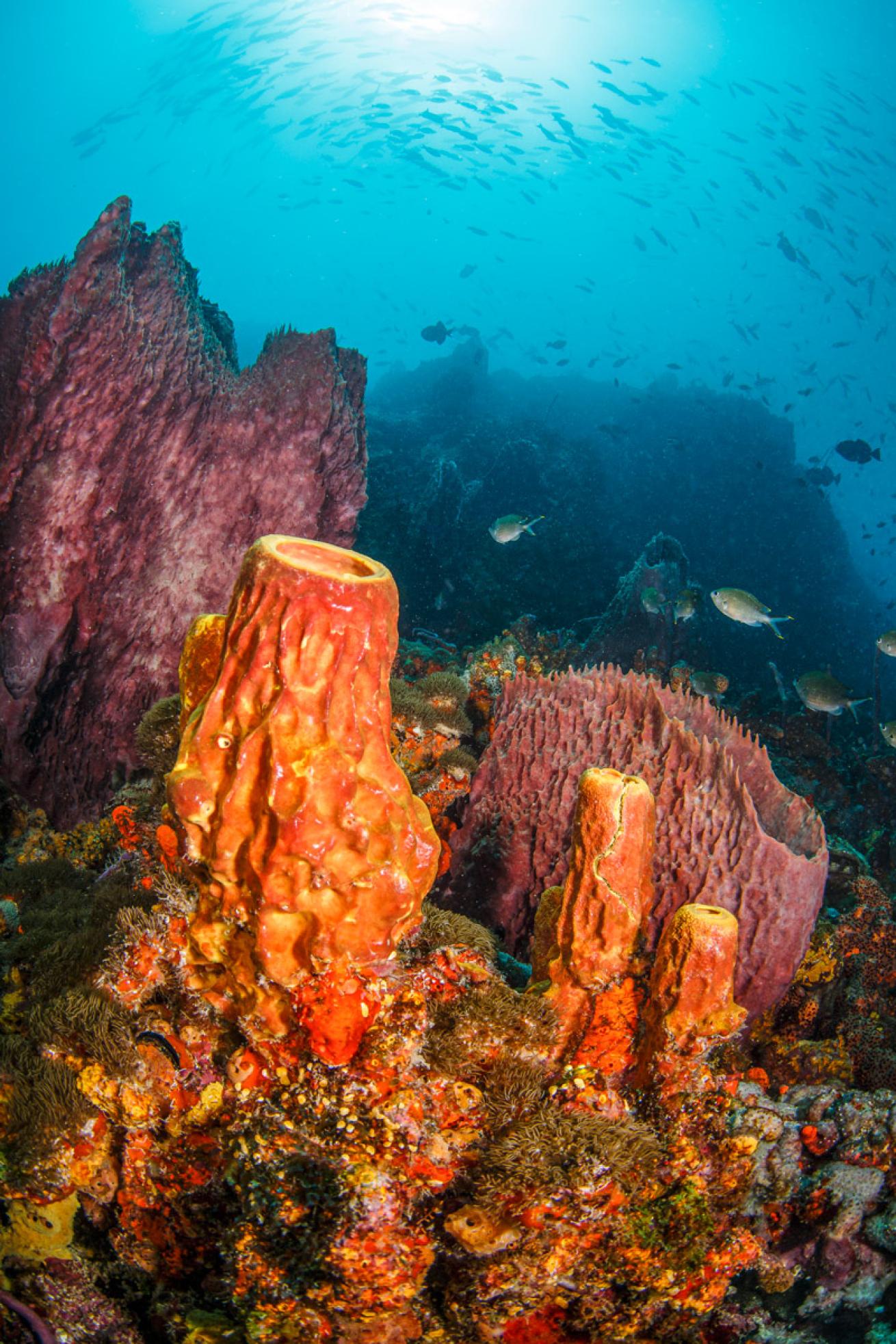 Reefs in Speyside boast huge sponges twisted into odd shapes from the constant currents