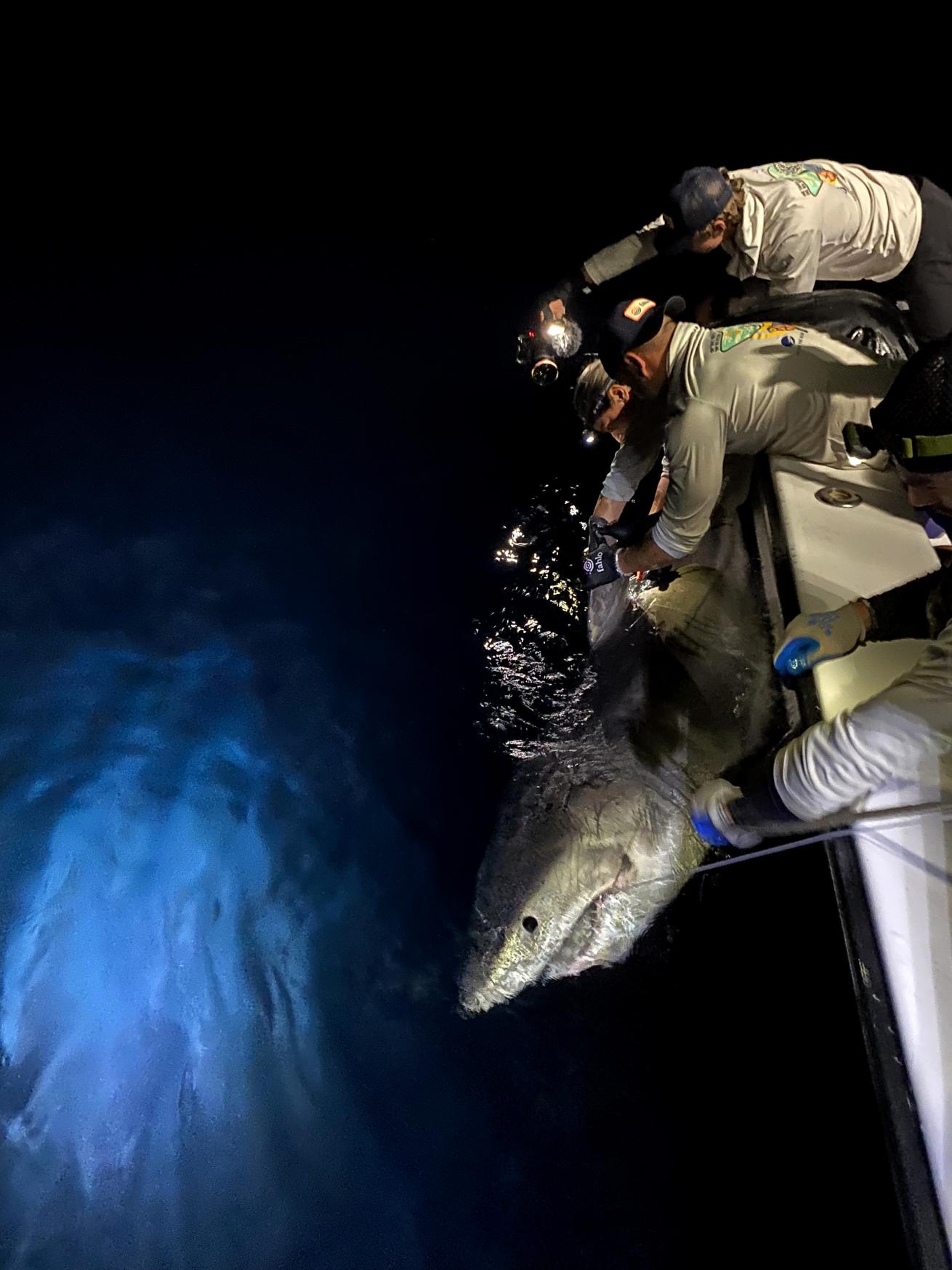 image of great white shark being tagged off the coast of florida