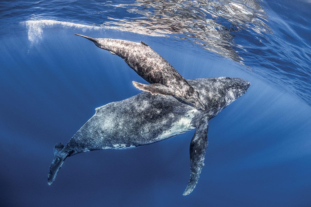 A humpback mother and its calf come up to the surface for air in the deep blue waters of Tahiti.