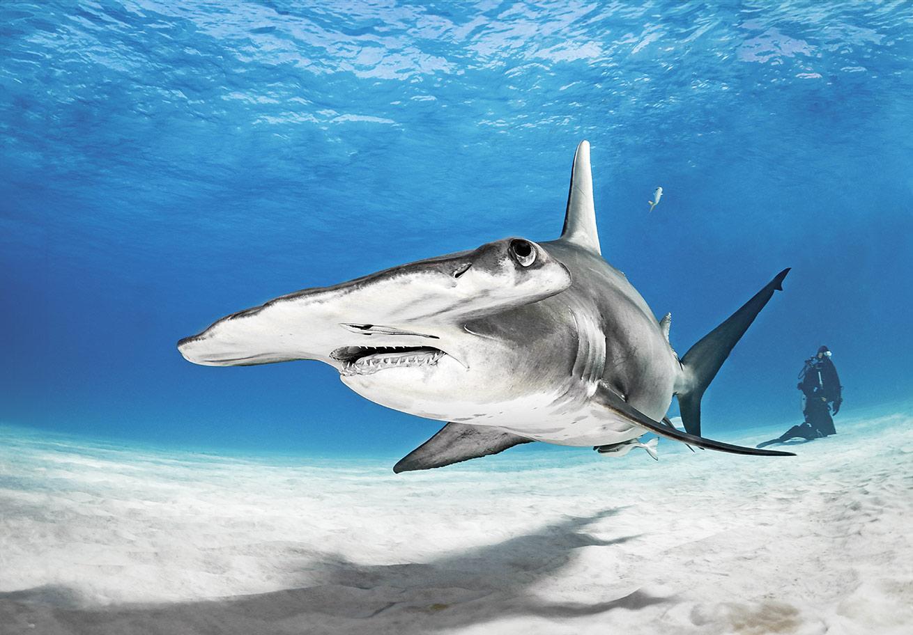 A hammerhead shark rushes past a diver at a shallow site in Bimini, Bahamas.