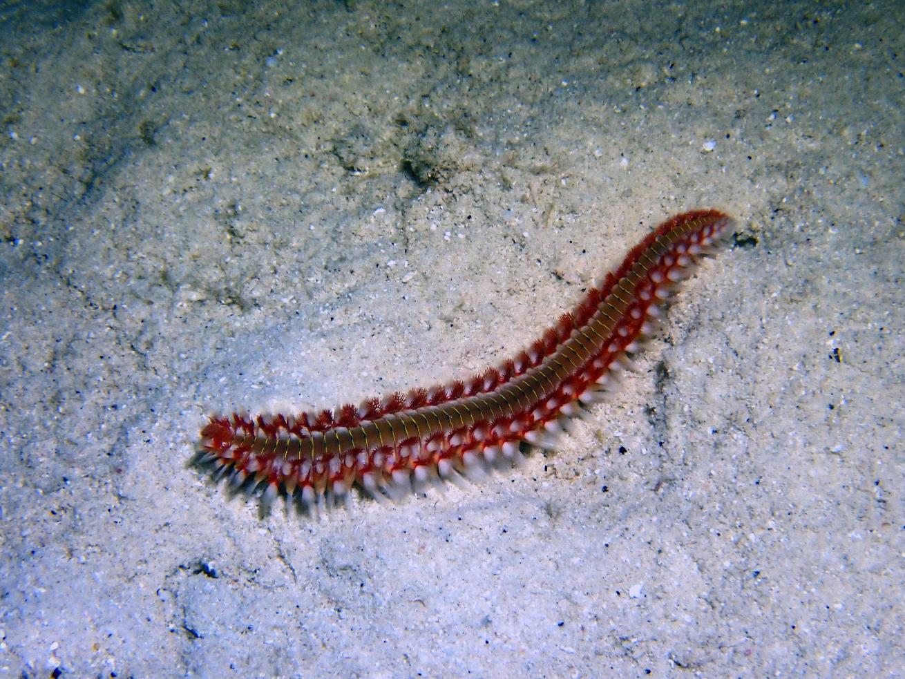 A fireworm crawls across the ocean floor at Something Special at night