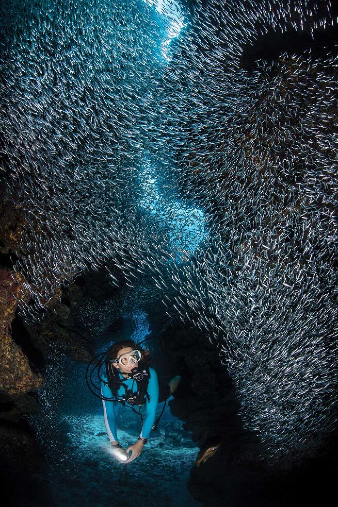 Silversides are found in Grand Cayman in midsummer.