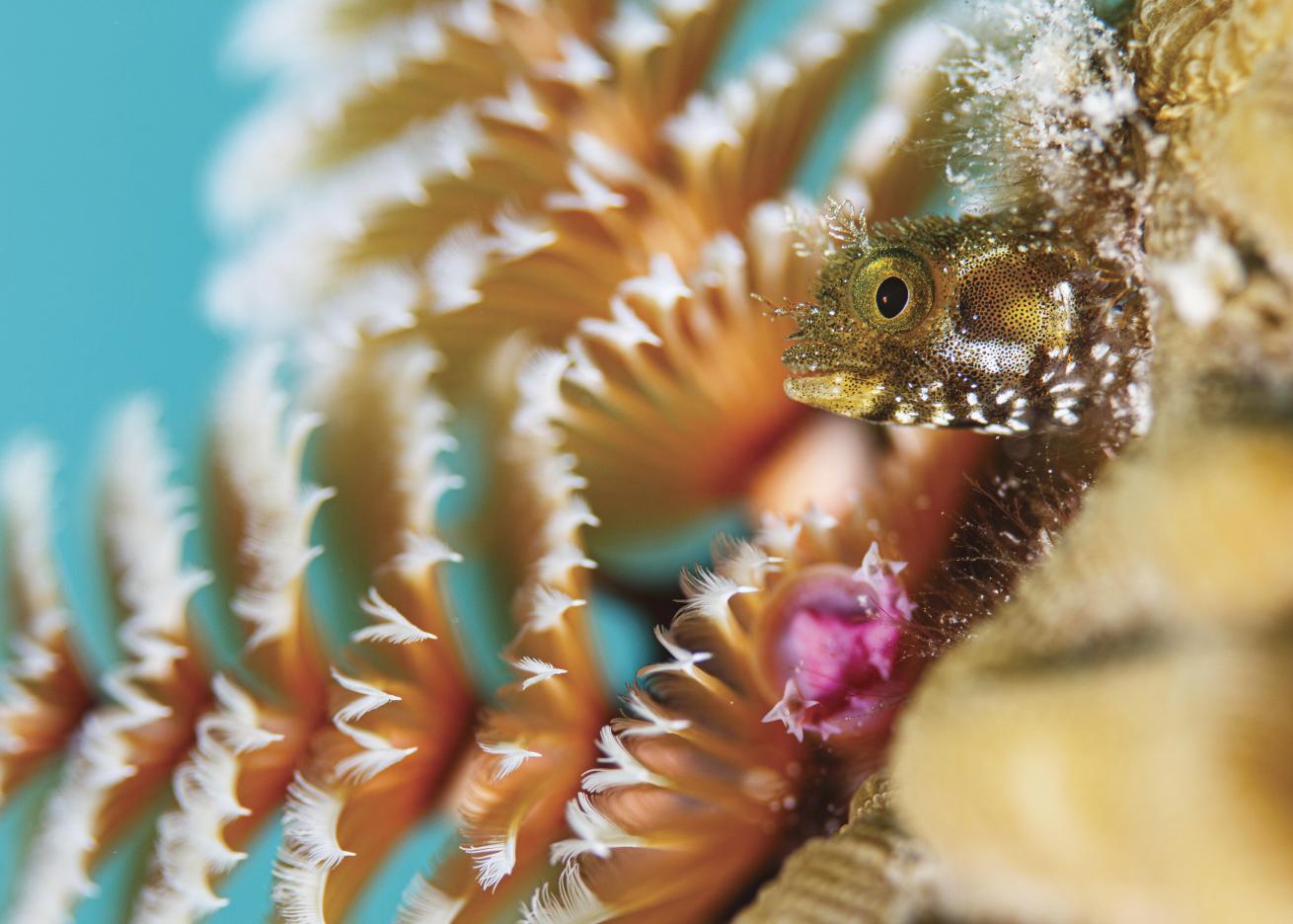 Move slowly and pay close attention while diving in Bonaire and be rewarded with photo ops featuring tiny critters like this spinyhead blenny