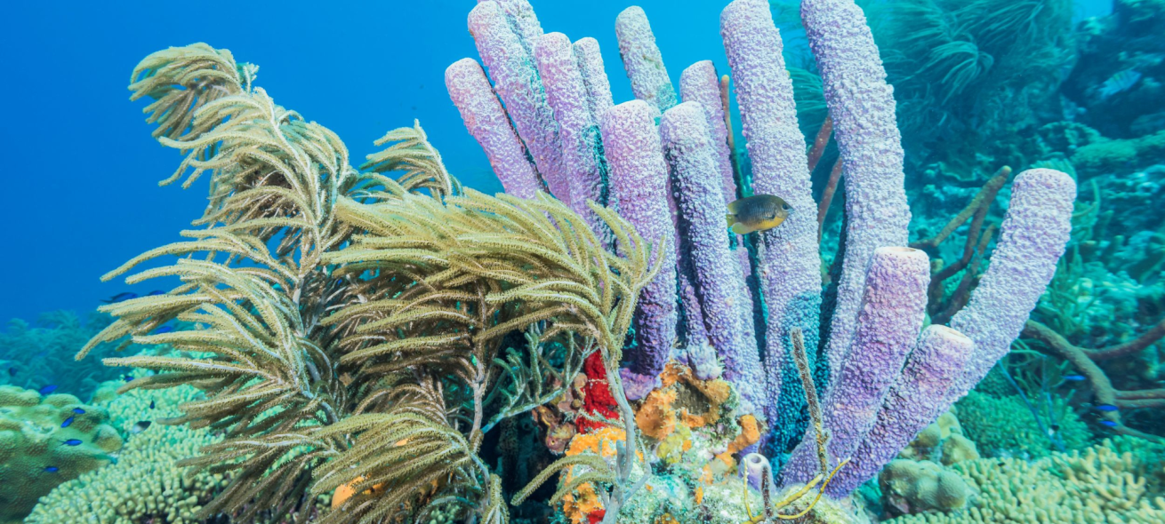 A colorful coral reef with fish