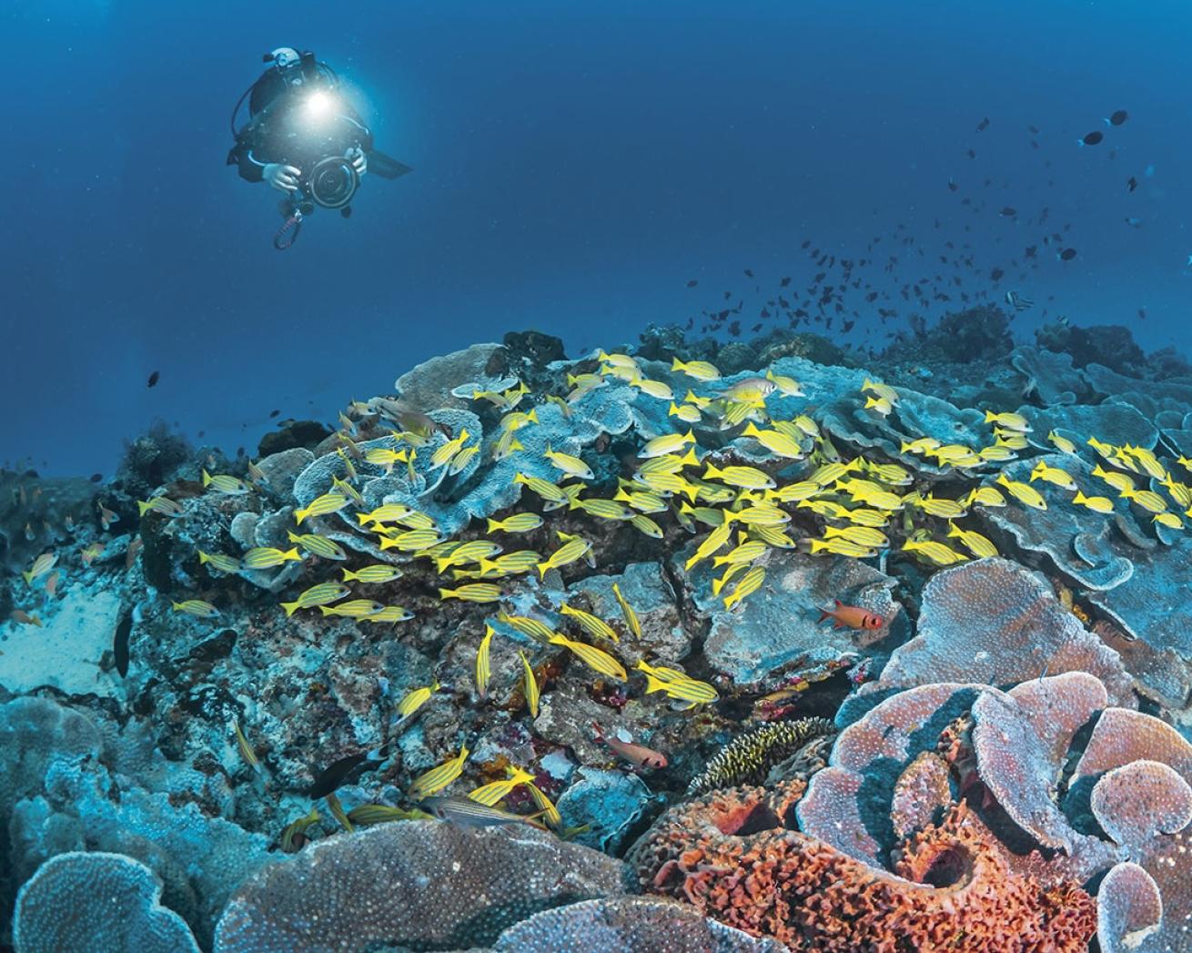Indonesia’s seascape is packed with vibrant colors