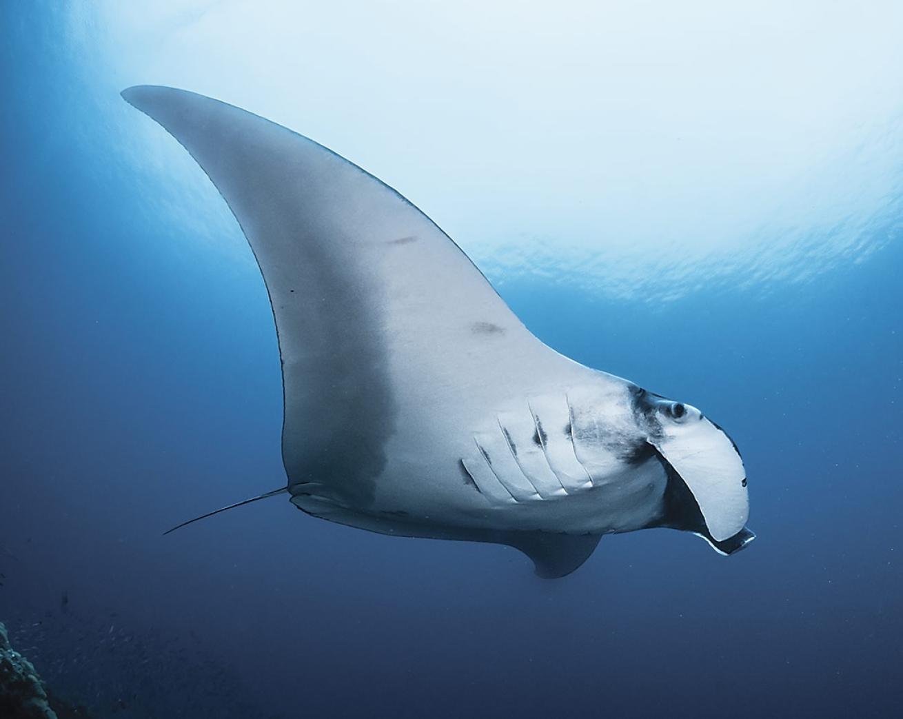 Manta rays are especially abundant in Raja Ampat