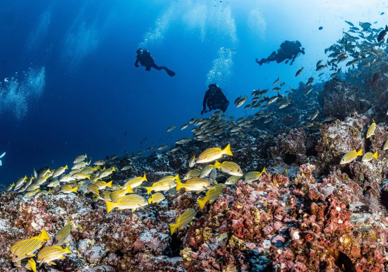 Scuba divers swimming near a coral reef
