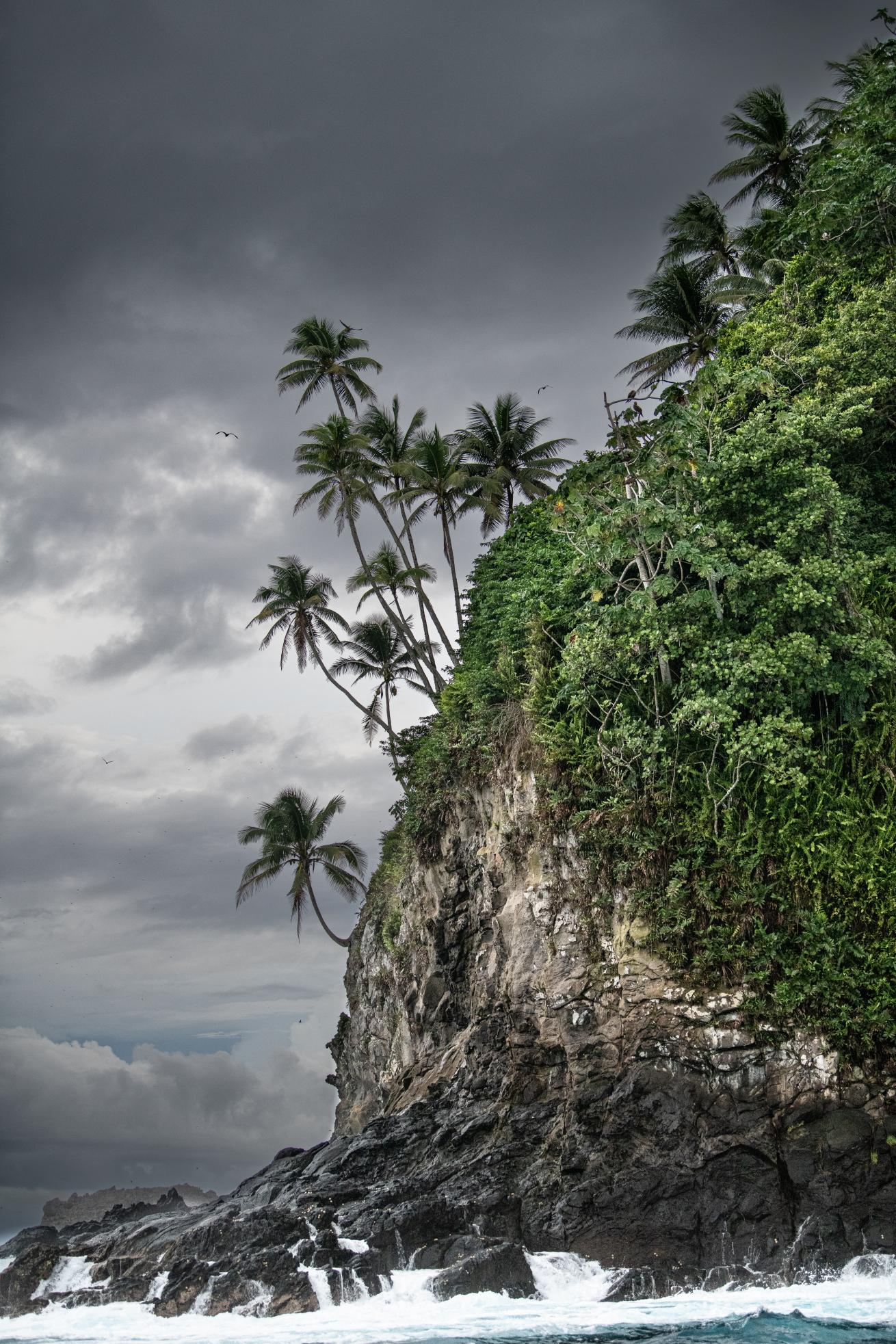 A palm trees on a cliff