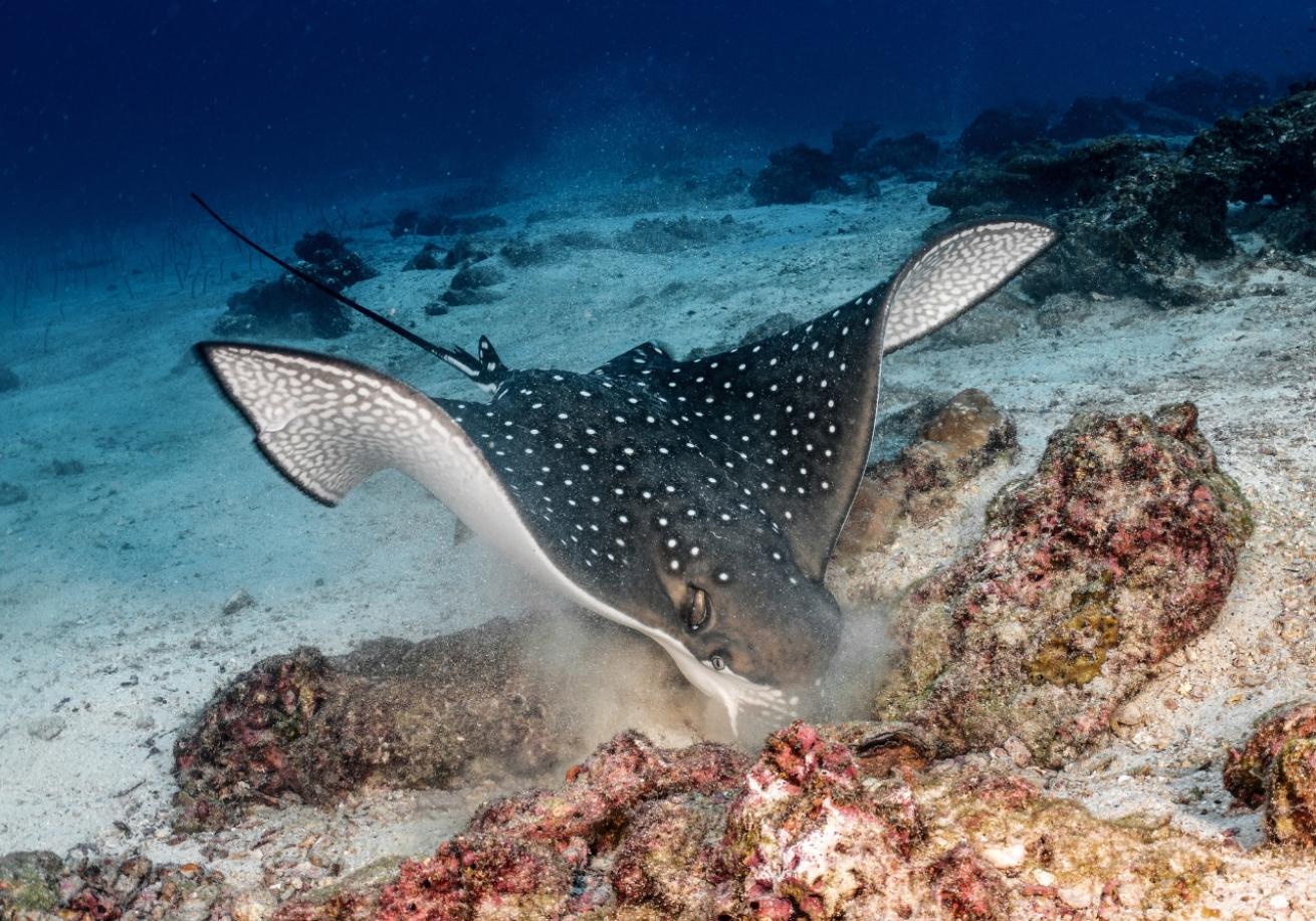 A spotted stingray swimming in the ocean