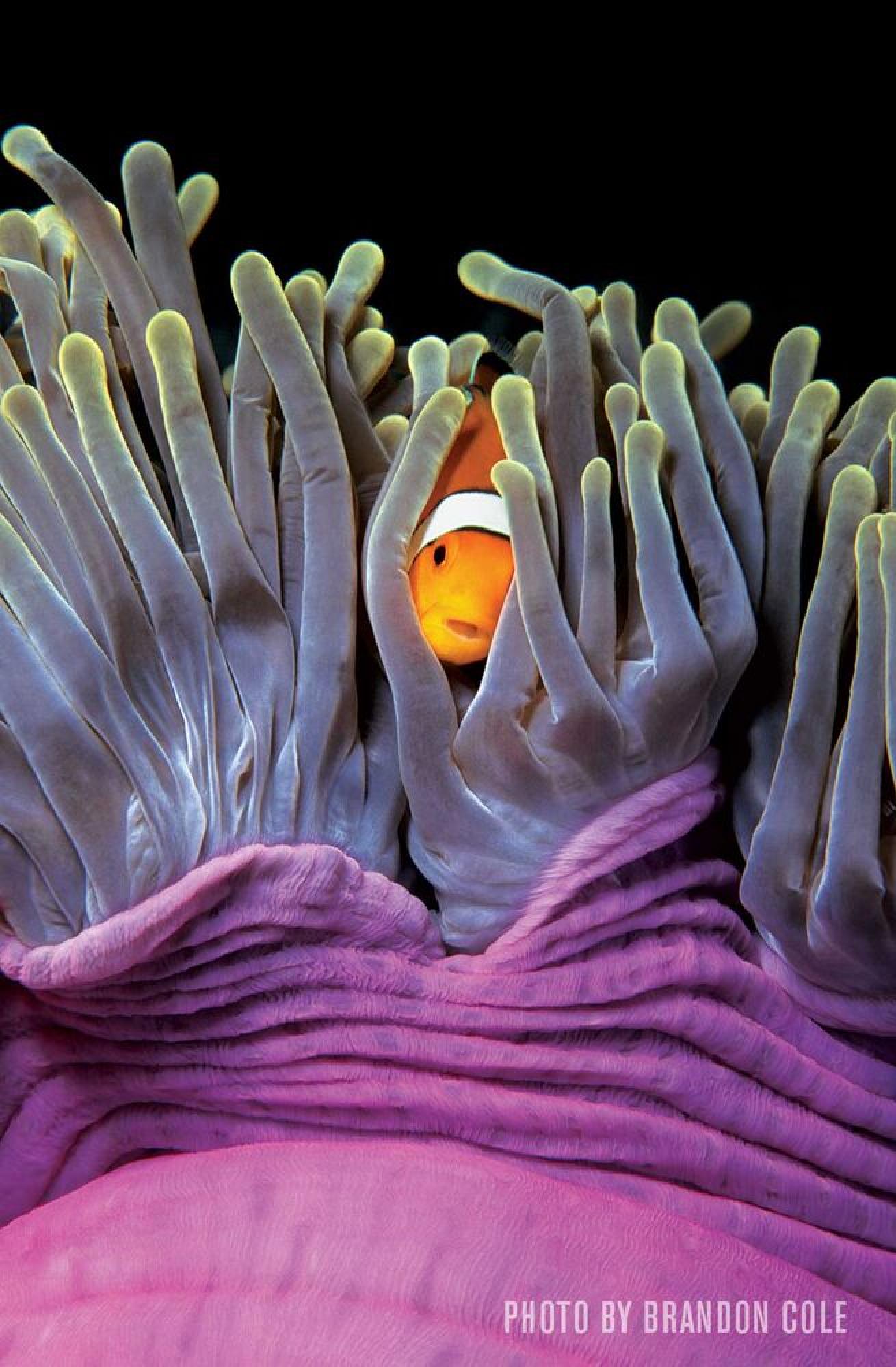 A false clown anemonefish plays peek-a-boo in Thailand.