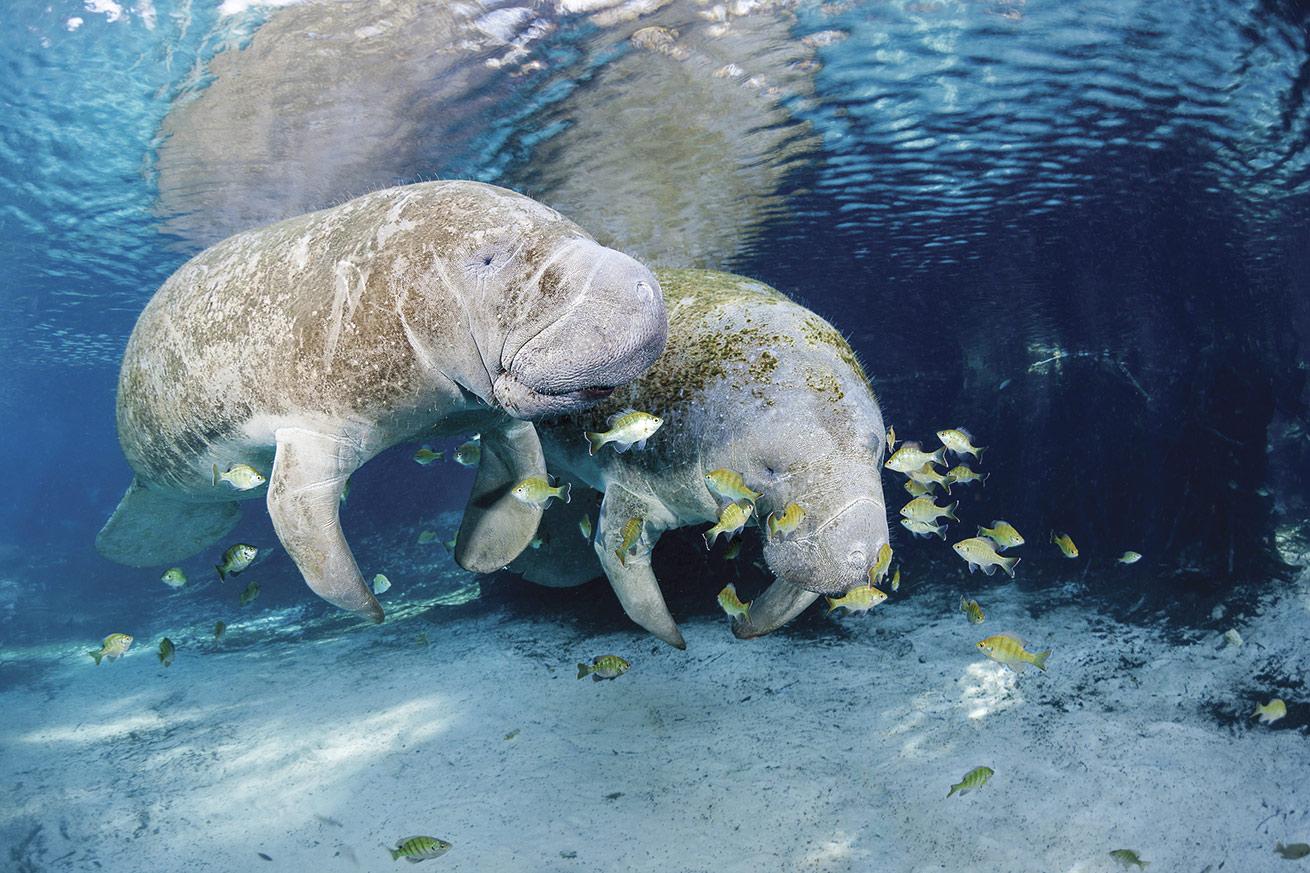 Manatees float gently in the warm, protected waters of Three Sisters Springs in Crystal River, Florida.