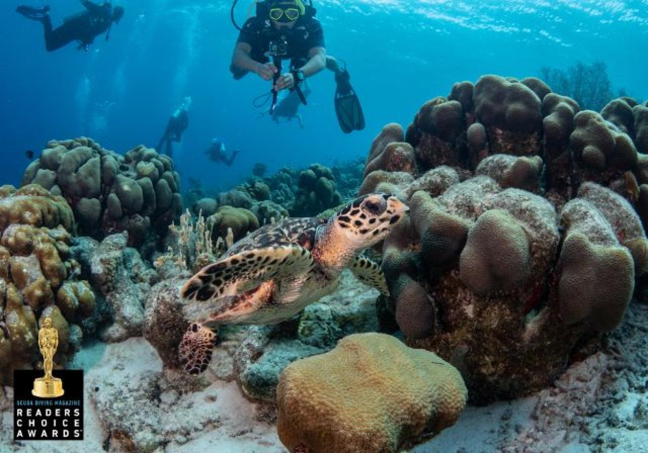 A turtle swimming under water