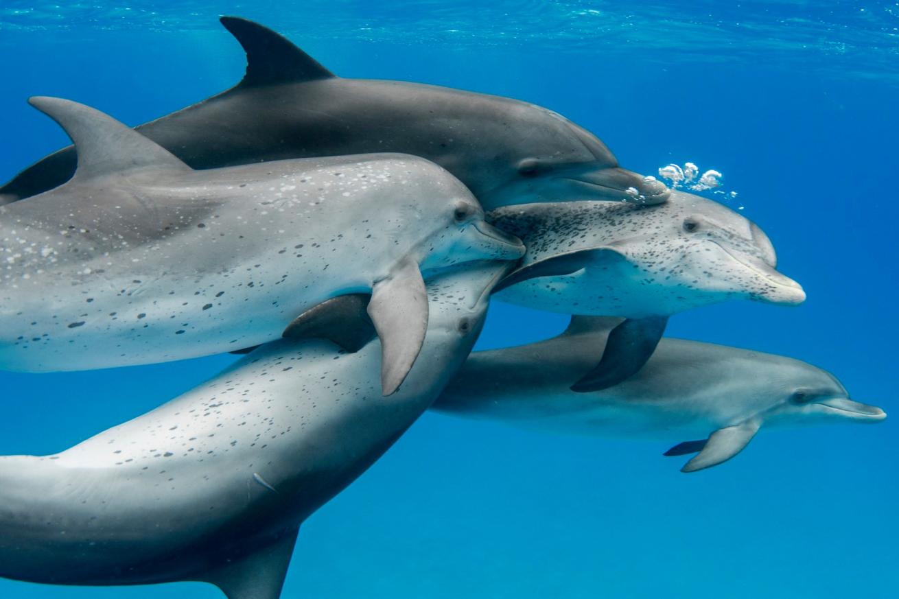 A group of males pursue mating with a female
