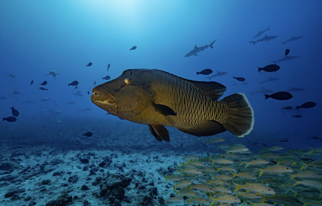 A humphead wrasse sails over the reef in Fakarava.