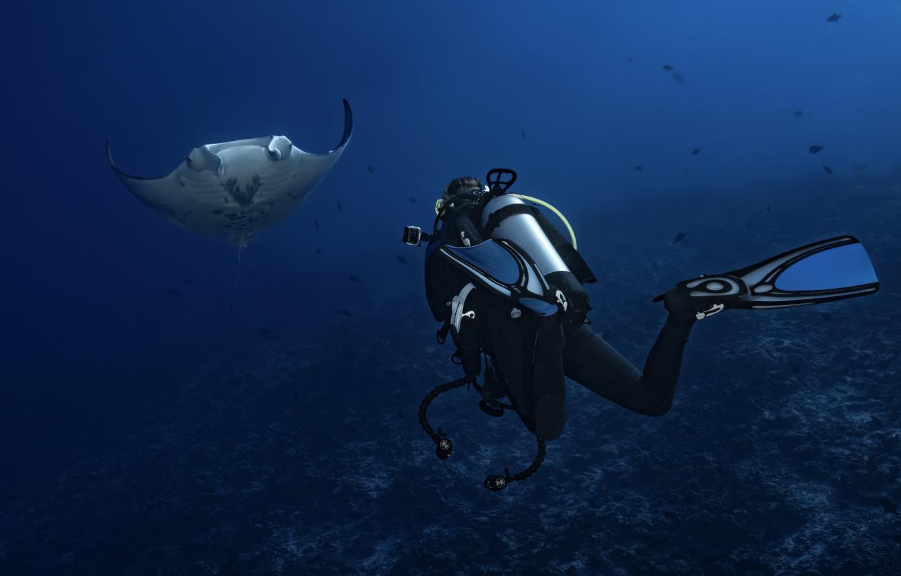 An oceanic manta circles back to soar over a lucky diver.