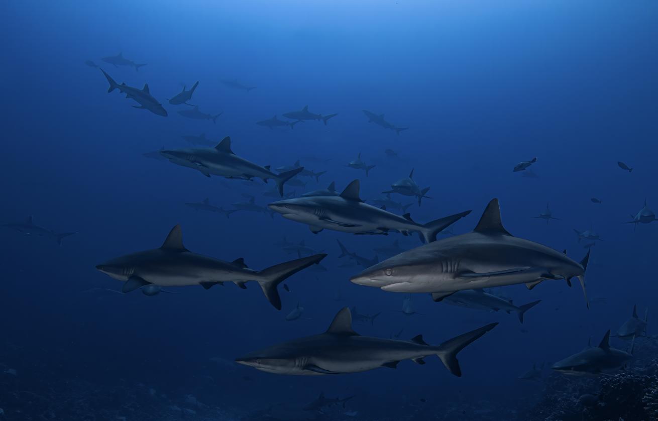 Hundreds of grey reef sharks aggregate daily in Fakarava's South Pass.