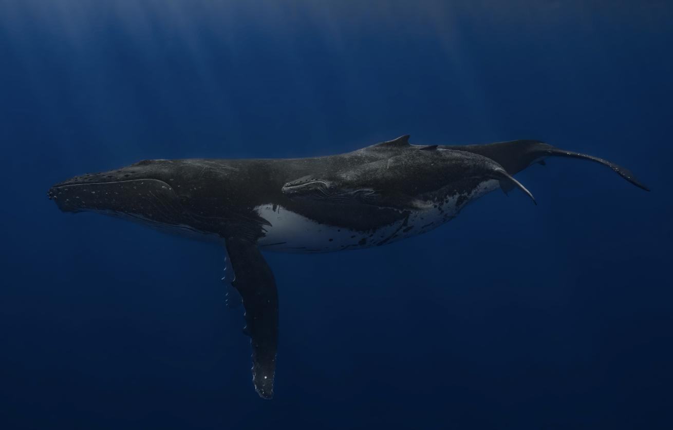 A mother humpback whale and her calf sail through the nearshore waters of Makatea.