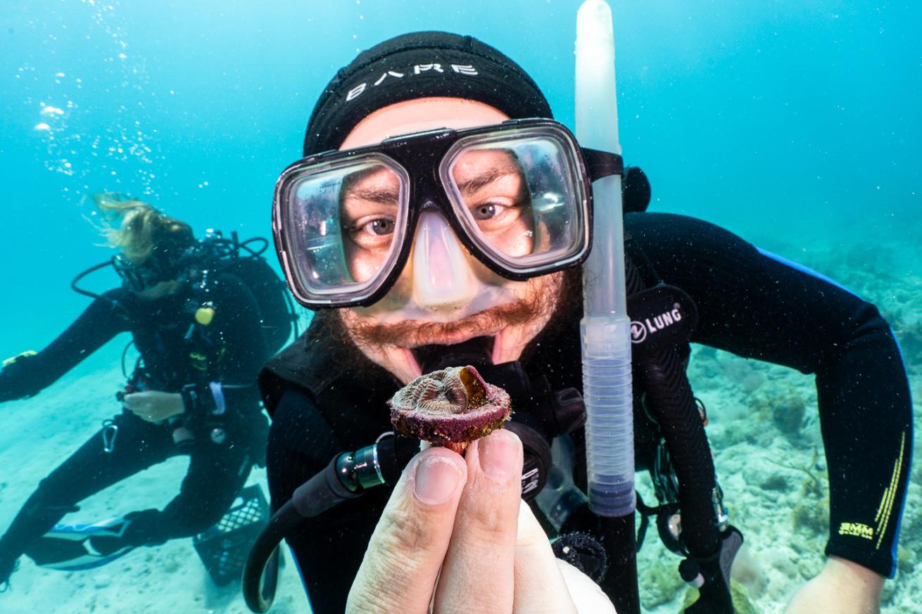 a diver holds a coral up to the camera that they are outplanting to help restore the reef