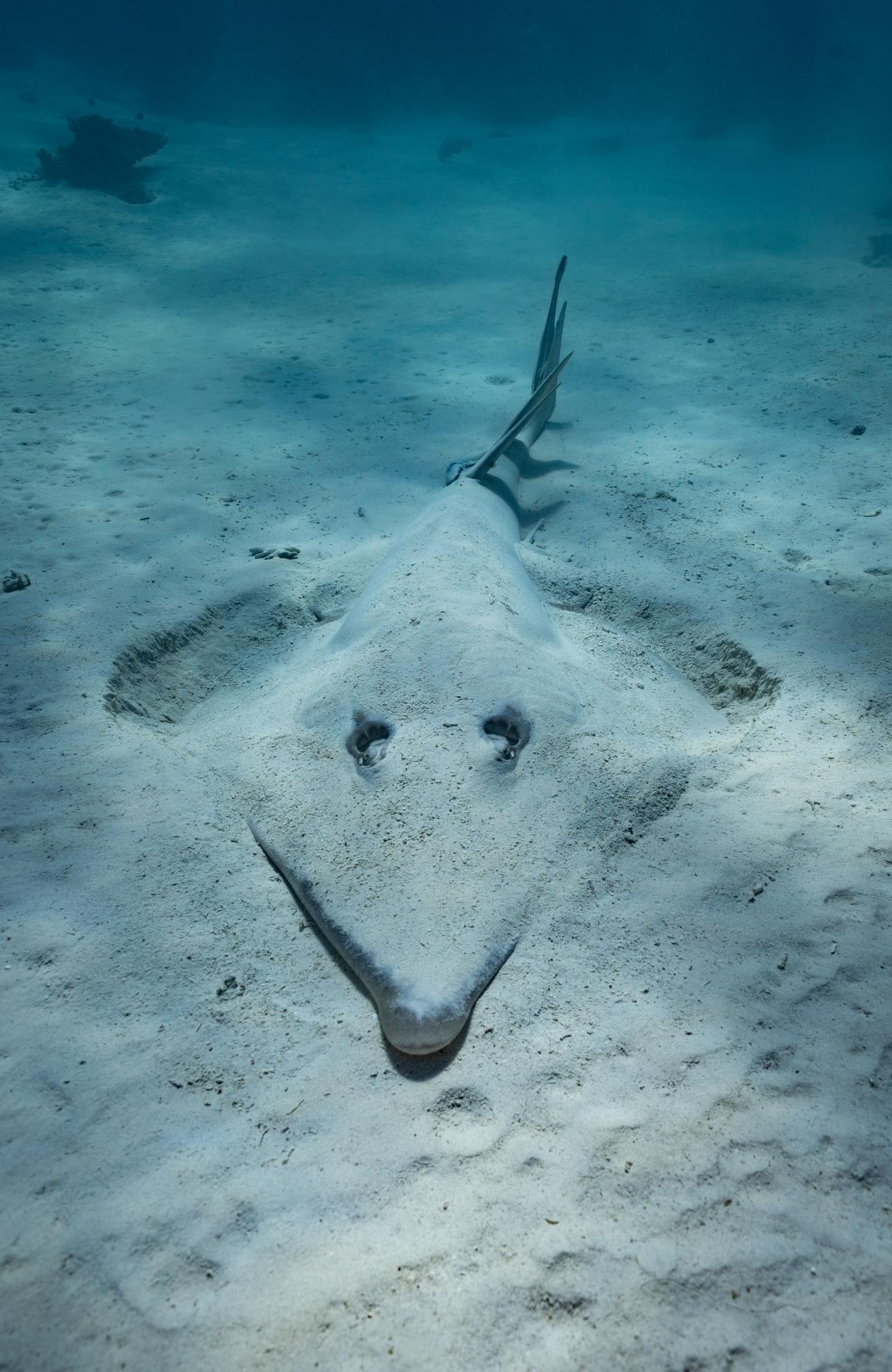 A shovelnose guitarfish buries itself in the sand along Ningaloo Reef