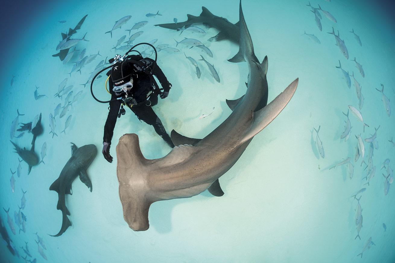 A great hammerhead shark circles a diver on a shallow dive off Bimini in the Bahamas.