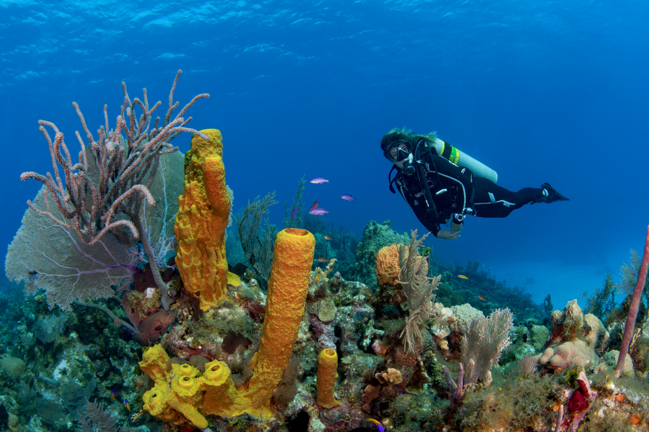 A diver in scuba gear underwater next to colorful coral