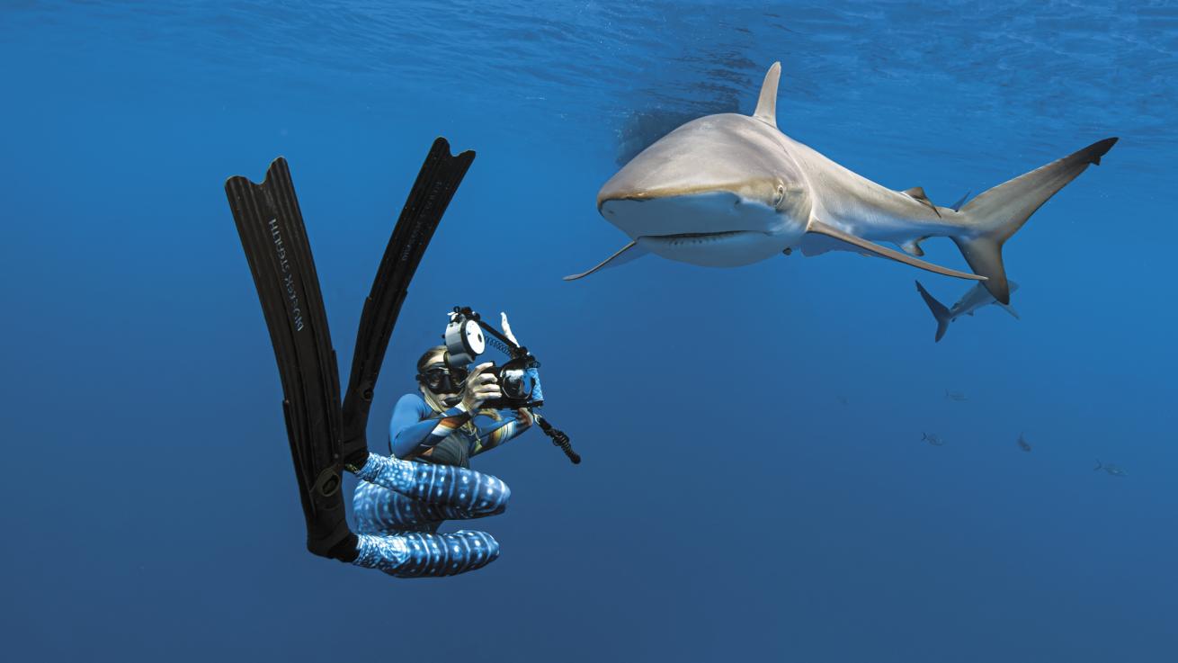 Guests can collect scientific data on Galapagos sharks during liveaboard trips.