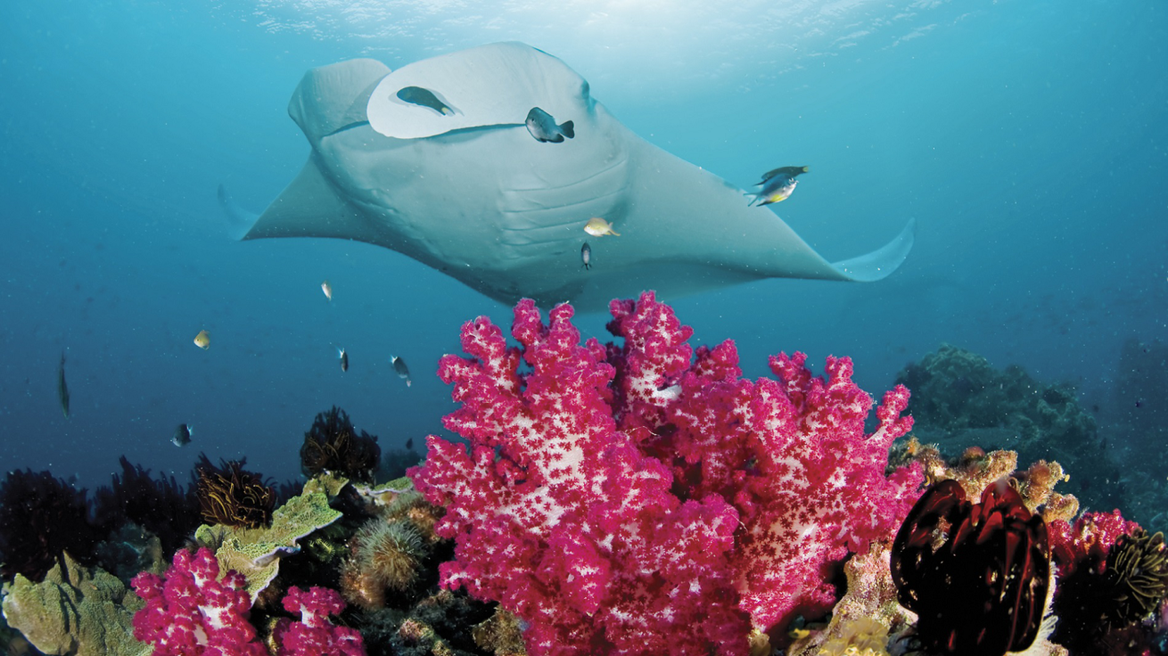 An oceanic manta ray hovers above the reef in Raja Ampat, Indonesia, a hotspot for these massive animals.