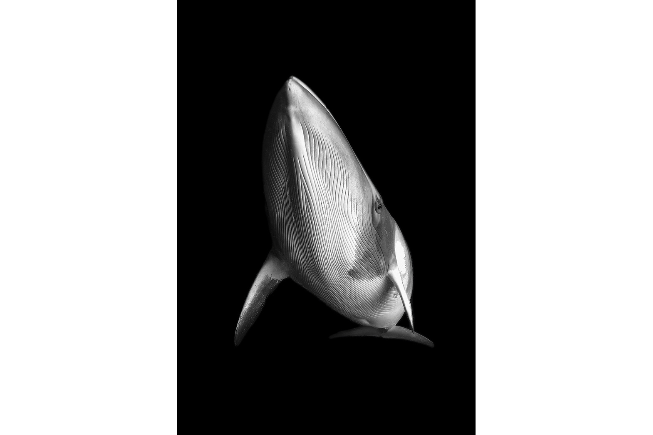 minke whale off Australia