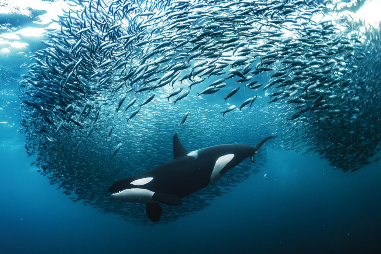 orca