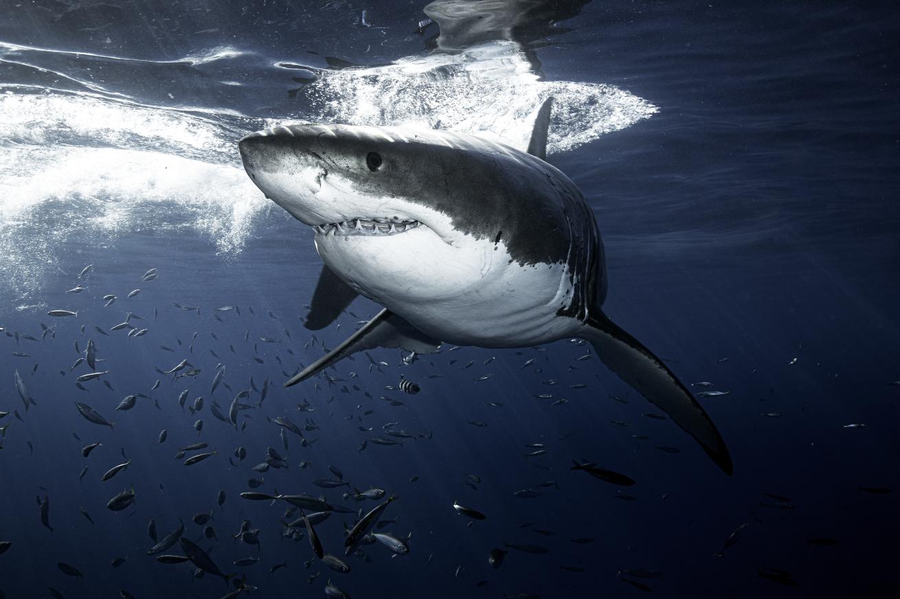Great white shark